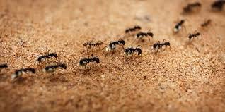 تفسير حلم النمل تفسير رؤية حلم النمل يمشي على الجسم للرجل وللمتزوجة والعزباء
